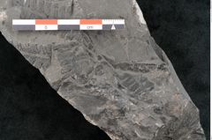 Foto (Detailansicht) von Asterocarpus meriani Br. (NHMW-GEO-2024-0188-10493)